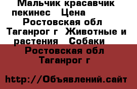 Мальчик красавчик пекинес › Цена ­ 2 500 - Ростовская обл., Таганрог г. Животные и растения » Собаки   . Ростовская обл.,Таганрог г.